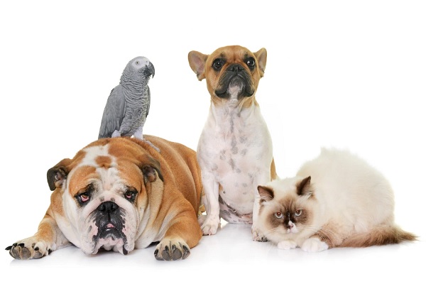 Seguro para tu mascota - Varias mascotas viendo al mismo tiempo
