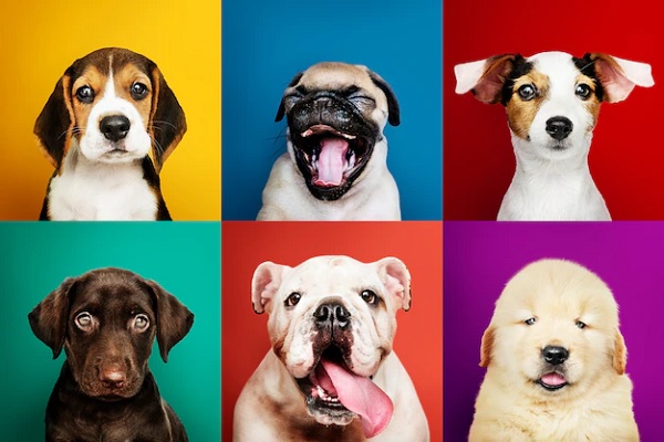 Seguro para tu mascota - Perros haciendo expresiones