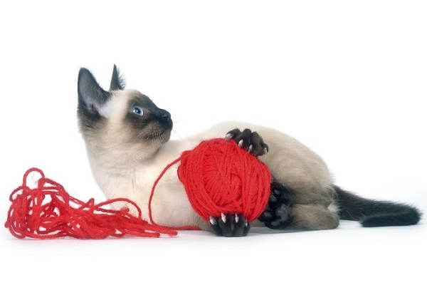 Felino jugando con una pelota de estambre, para entretenerse y desarrollar su instinto de caza