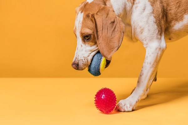 Mejores juguetes para perros - Perro jugando con pelotas de goma, que ayudan a aliviar el estrés y la ansiedad