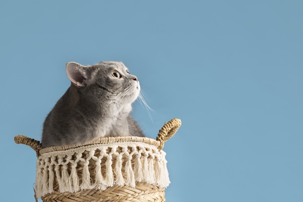 Felino jugando dentro de una bolsa tejida, para esconderse y desarrollar su instinto de caza
