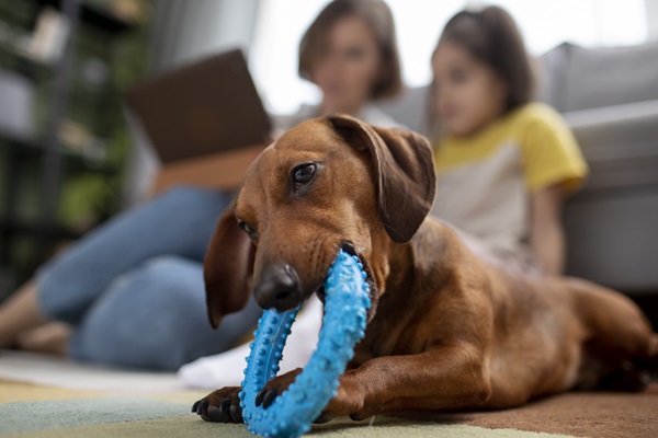 Mejores juguetes para perros - Perro entretenido con su juguete, mientras la familia trabaja a su lado
