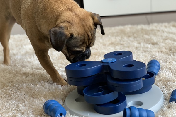 Perro jugando con herramientas didácticas, que ayudan a mejorar su desarrollo mental