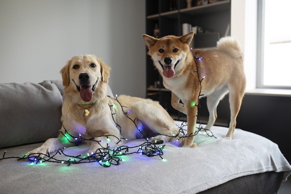 Mejores juguetes para perros - Perros de diferentes tamaños enredados en cables de luces navideñas, por no tener juguetes para entretenerse