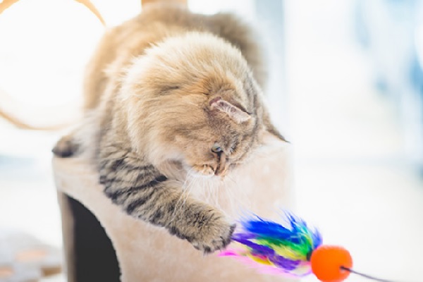 Mejores juguetes para gatos - Gato jugando con una caña de pescar de plumas