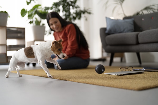 Mejores juguetes para perros - Cachorro jugando con una pelota que le lanza su dueño, para divertirse juntos y pasar un tiempo agradable