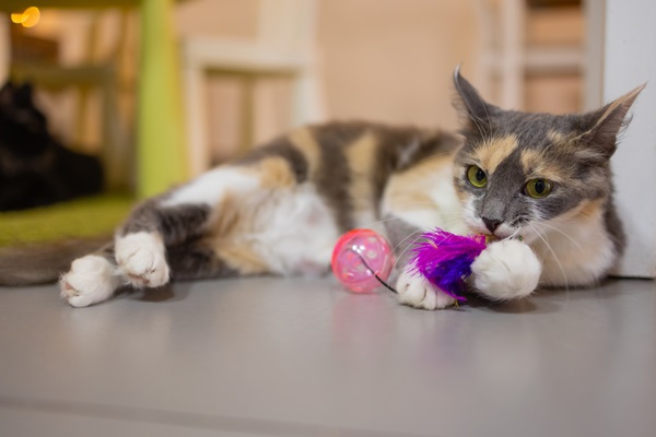 Mejores juguetes para gatos - Gato jugando con su cascabel, para entretenerse y desarrollar la curiosidad