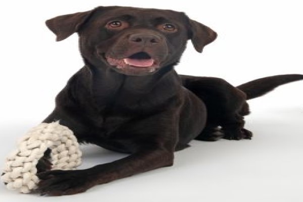 Juguetes para perros - Perro entretenido con un aro de cuerda Tiaki Rope Ring, el cual ayuda a fortalecer y limpiar su dentadura