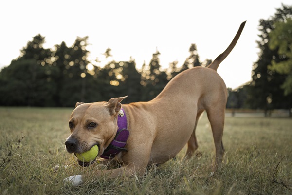 Perro jugando con una pelota fabricada con materiales resistentes y seguros, para que se pueda entretener sin ningún peligro