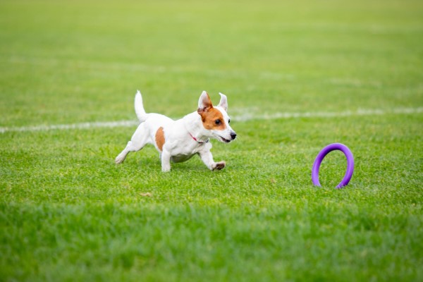 Juguetes para perros - Perro divirtiéndose al aire libre mientras persigue un aro de juguete por la grama