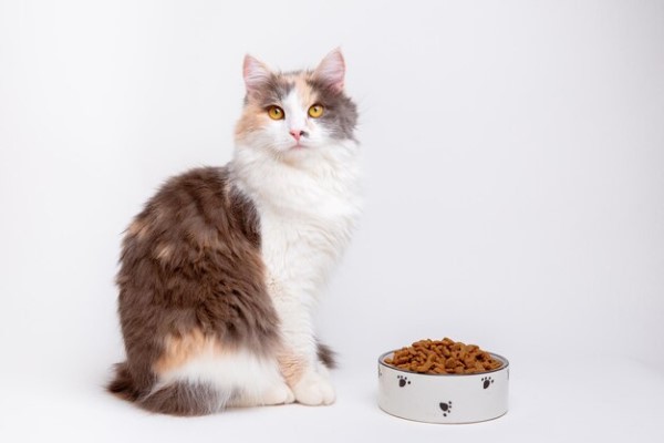Comida para gatos - Gato sentado en el suelo al lado de un recipiente con comida, la cual le brinda los nutrientes necesarios para su desarrollo