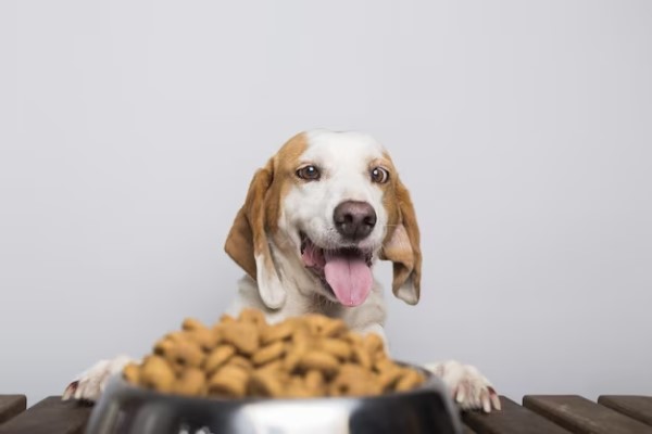 Comida para perros - Imagen de un perro con la lengua fuera viendo un plato con comida especial para su raza