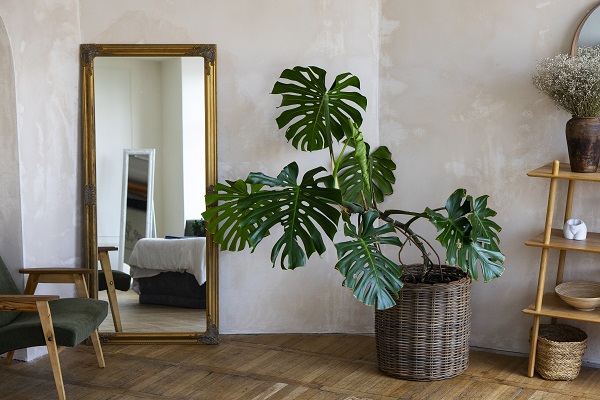 Espejos decorativos - Espacio moderno con espejo decorativo, planta y estante de madera, creando una atmósfera cálida y con estilo.