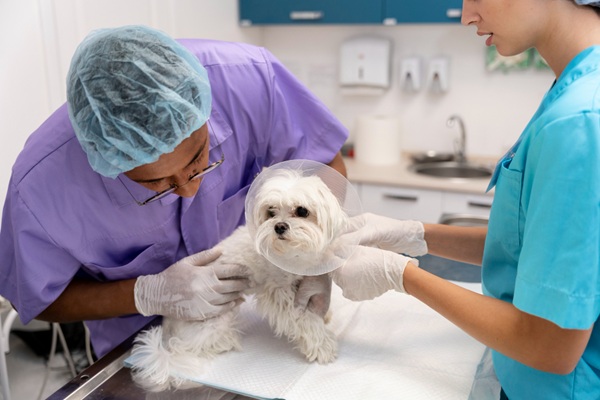 Clínicas veterinarias - Veterinario de un centro de asistencia veterinaria en Madrid evaluando a una mascota
